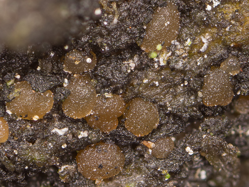 Unilacryma unispora Unilacryma unispora